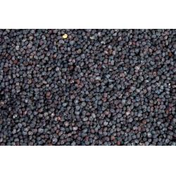 Pavot bleu graines 50g