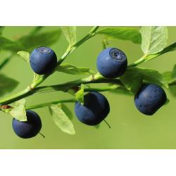 Confiture de myrtilles 360g