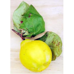 Confiture de coing et poire avec des épices 340g