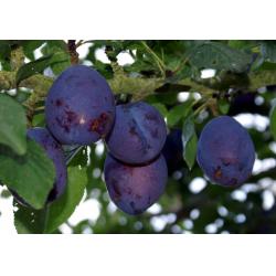 Confiture de quetsche mixée 340g