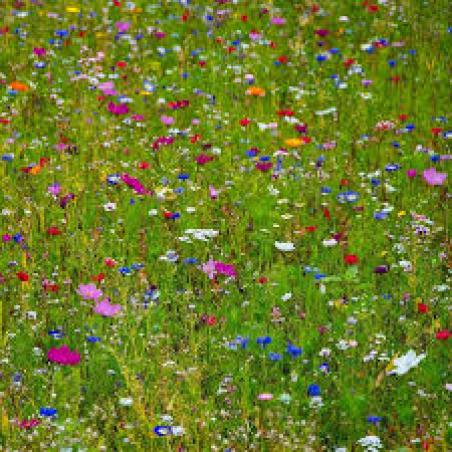 Miels de fleurs d'été 