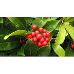 Gaulthérie couchée 5mL