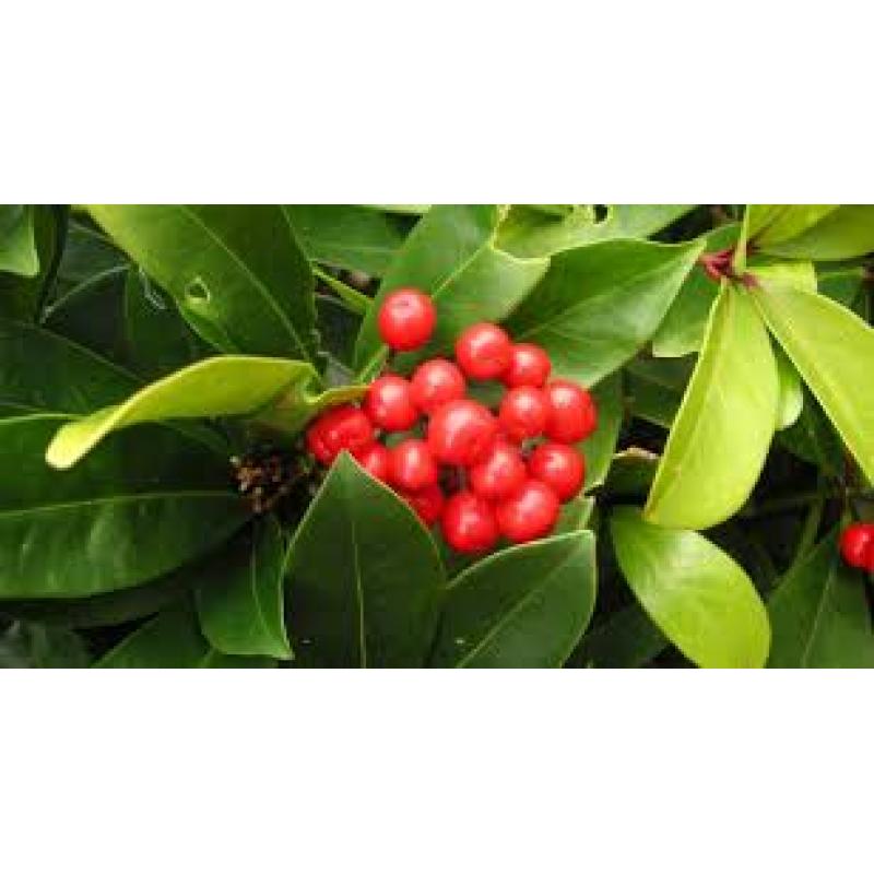 Gaulthérie couchée 5mL