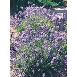 Lavande fine 5mL