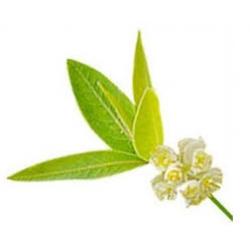 Litsée citronnée 5mL