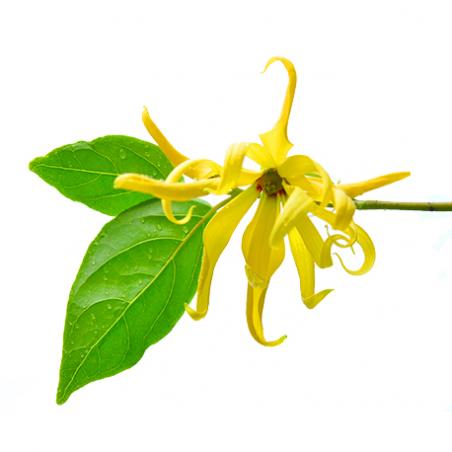 Ylang ylang 5mL