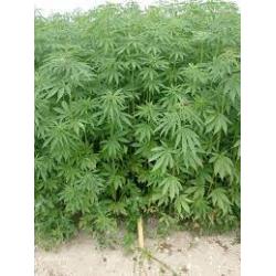 Huile de chanvre 250mL