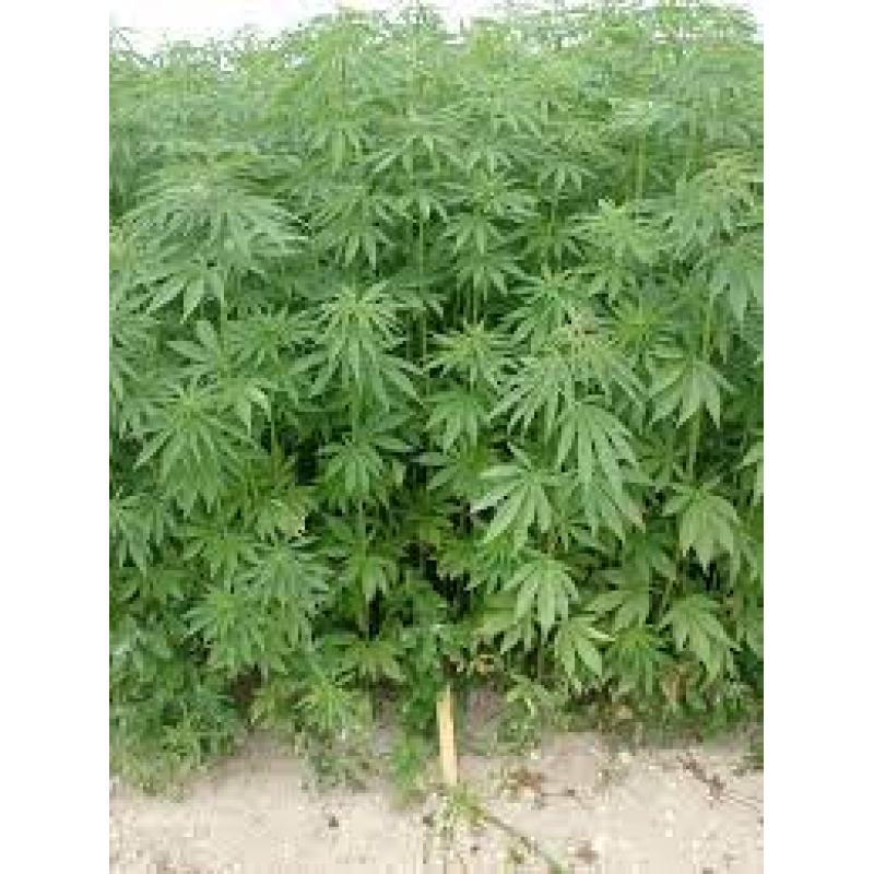 Huile de chanvre 250mL