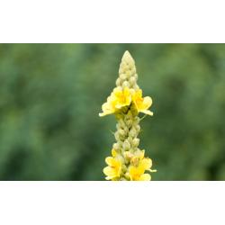 Bouillon blanc fleur 100g