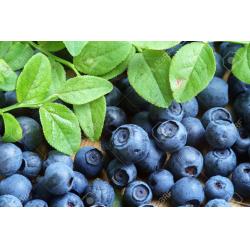 Myrtille feuille 100g