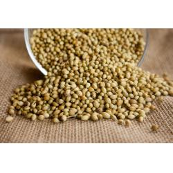 Coriandre graines en poudre 40g