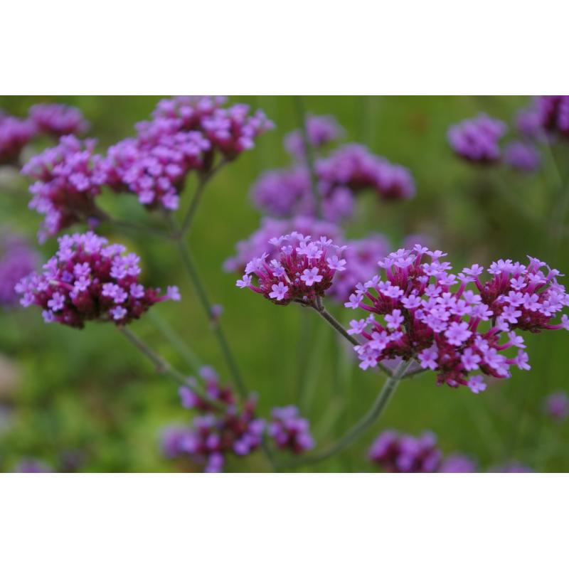 Verveine odorante en feuilles 10g