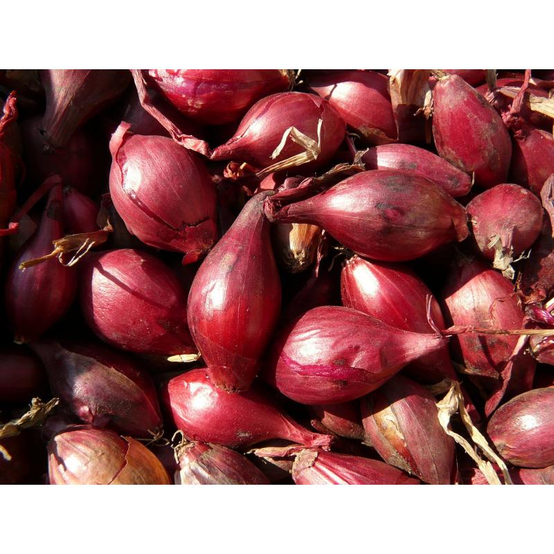 Echalote semoule 40g