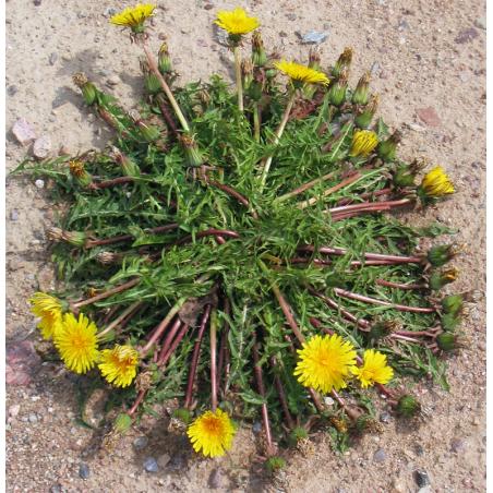 Pissenlit feuilles 100g