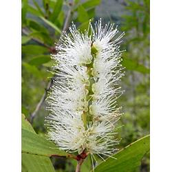 Miel de Niaouli 250g