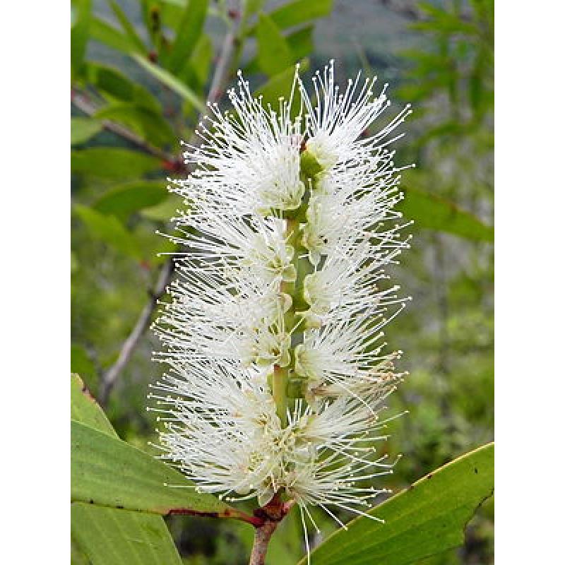 Miel de Niaouli 250g