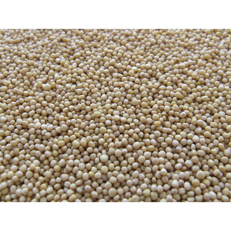 Moutarde jaune graines 50g